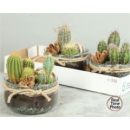 Cactus in Glasschale