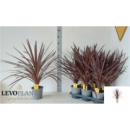 Cordyline "Red Star"