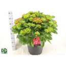 Hydrangea Busch rot