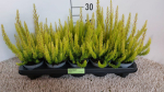 Erica arborea "Alberts Gold"
