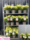 Hydrangea pan. Busch