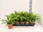 Asplenium antiquum