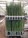 Panicum virgatum "Northwind"