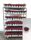 Sedum "Spot on Deep Rose"