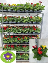 Gerbera Mix