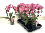 Phalaenopsis Bogen orange