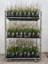 Gaura lind. weiß