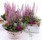 bepflanzte Blechschale rosa