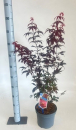 Acer palmatum