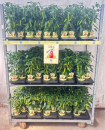 Capsicum Chili