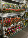 Portulaca Ampel