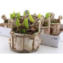 Hyacinthus im Holzbottich-Birke
