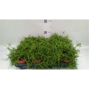Rhipsalis baccifera 'Oasis'