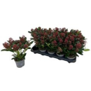 Skimmia jap. 'Rubella'