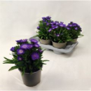 Stokesia laevis