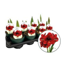 Hippeastrum 'Amorita Danu' 3 Stiele