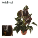 Anthurium andr. 'Chelsey Chocolate'