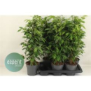 Ficus benja. 'Anastasia'