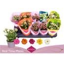 Kalanchoe blos. Mix