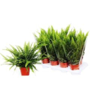 Nephrolepis exal. 'Green Lady'