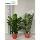 Spathiphyllum 'Sweet Isabella'