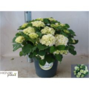Hydrangea mac. Busch weiß