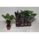 Calathea Mix