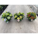 Hydrangea macr. Busch