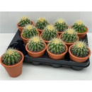 Echinocactus grusonii