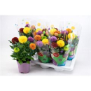 Chrysanthemum "Flower Pop"