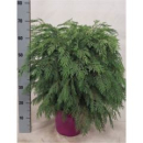 Chamaecyparis laws. 'Globosa'