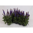 Salvia nemorosa blau