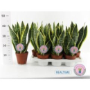 Sansevieria trifa. 'Futura Superba'