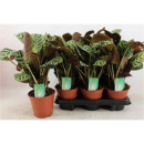 Ctenanthe burle-marxii