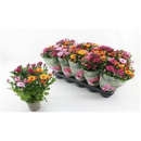 Chrysanthemum Trio