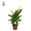 Mini Spathiphyllum 'Chopin'