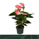 Anthurium andr.  'Sweet Dream' rosa