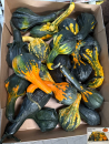 Cucurbita "Indian Mix"