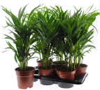 Dypsis lutescens