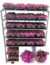 Saponaria