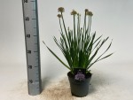 Allium millenium Kübel