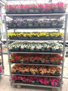 Calibrachoa