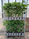 Ficus carica