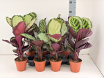 Calathea Mix