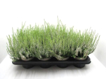Calluna vulg. weiß