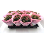 Kalanchoe gefüllt brombeere