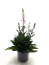 Digitalis Kübel