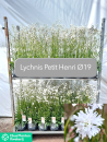 Lychnis Kübel weiß