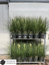 Cortaderia selloana "Tiny Pampa"