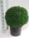 Buxus semp. Kugel